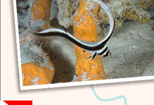 Cozumel scuba diving school of snappers