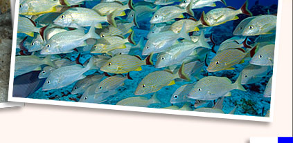 Cozumel scuba diving school of snappers
